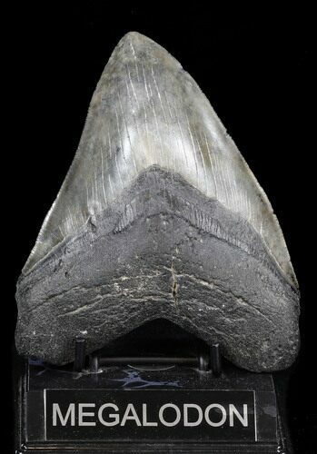 Large Megalodon Tooth - Georgia #37820